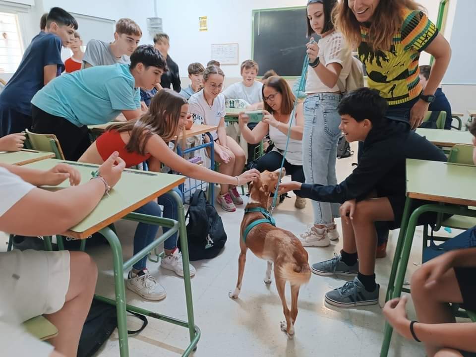 Alumnos de IES Playamar de Torremolinos salvan la vida de Flaquito, un podenco abandonado - WhatsApp Image 2024 06 24 at 13.28.06 Alumnos de IES Playamar de Torremolinos salvan la vida de Flaquito, un podenco abandonado - WhatsApp Image 2024 06 24 at 13.28.06