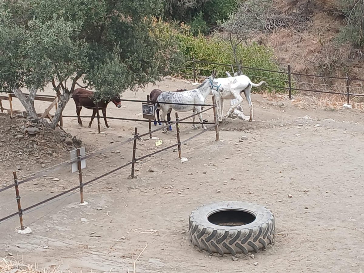 Piden ayuda para la recuperación de Sancho, un burro que sufrió un problema severo de mucosidad - WhatsApp Image 2024 06 27 at 10.08.48 1 Piden ayuda para la recuperación de Sancho, un burro que sufrió un problema severo de mucosidad - WhatsApp Image 2024 06 27 at 10.08.48 1