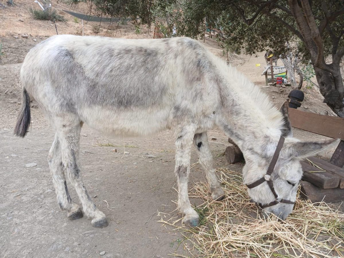 Piden ayuda para la recuperación de Sancho, un burro que sufrió un problema severo de mucosidad - WhatsApp Image 2024 06 27 at 10.08.48 Piden ayuda para la recuperación de Sancho, un burro que sufrió un problema severo de mucosidad - WhatsApp Image 2024 06 27 at 10.08.48