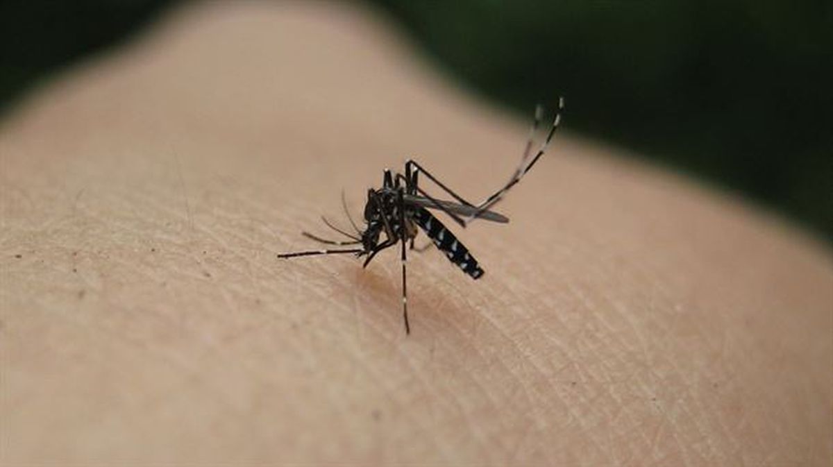 Cómo protegerte del mosquito tigre: 5 consejos efectivos para un verano sin picaduras - 20191017154834 tigre eltxoa creative com amp w1200 Mosquito tigre.