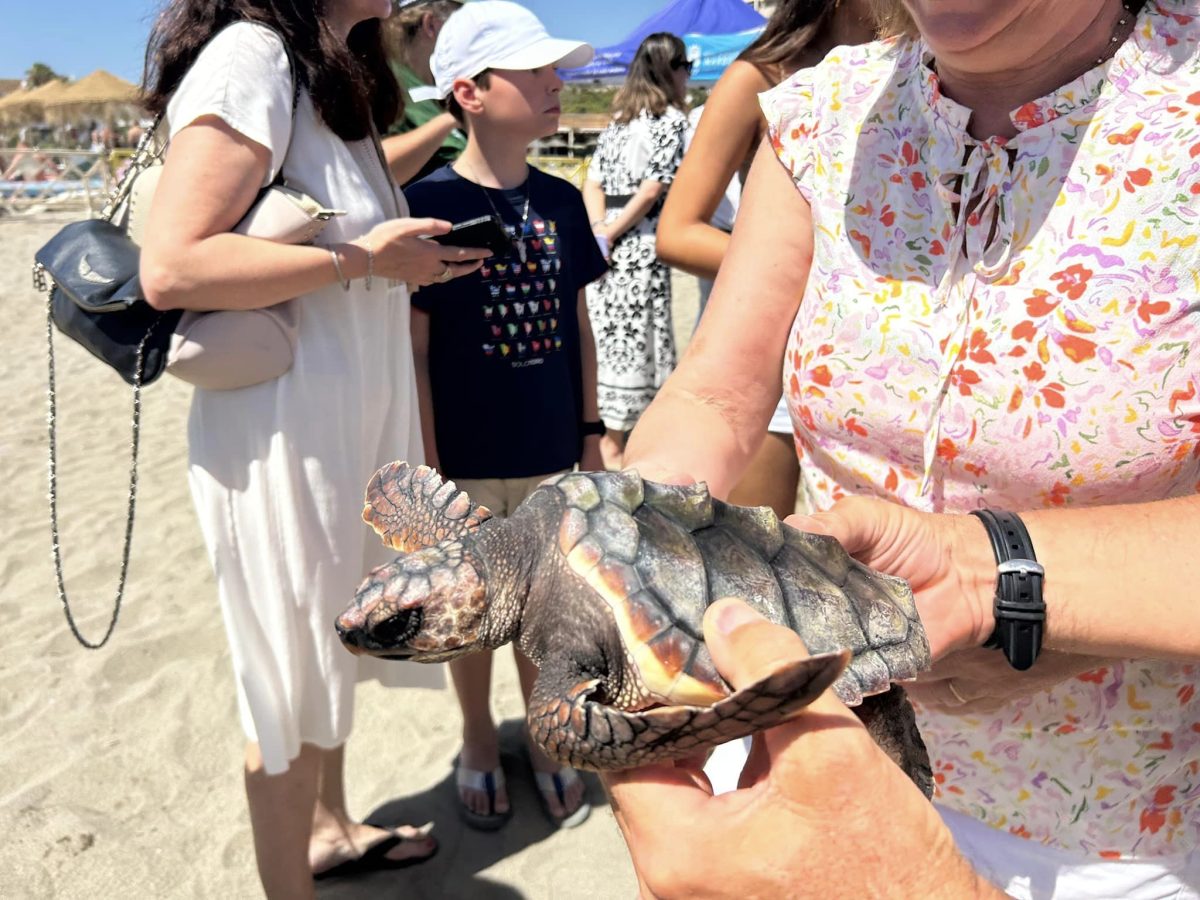 49 crías de tortuga boba regresan al mar tras nacer en un nido de Marbella el año pasado - 452620909 1054117980052157 1938958203141877377 n Una de las tortugas boba que ha salido soltada al mar. / D.DIMITRESCU