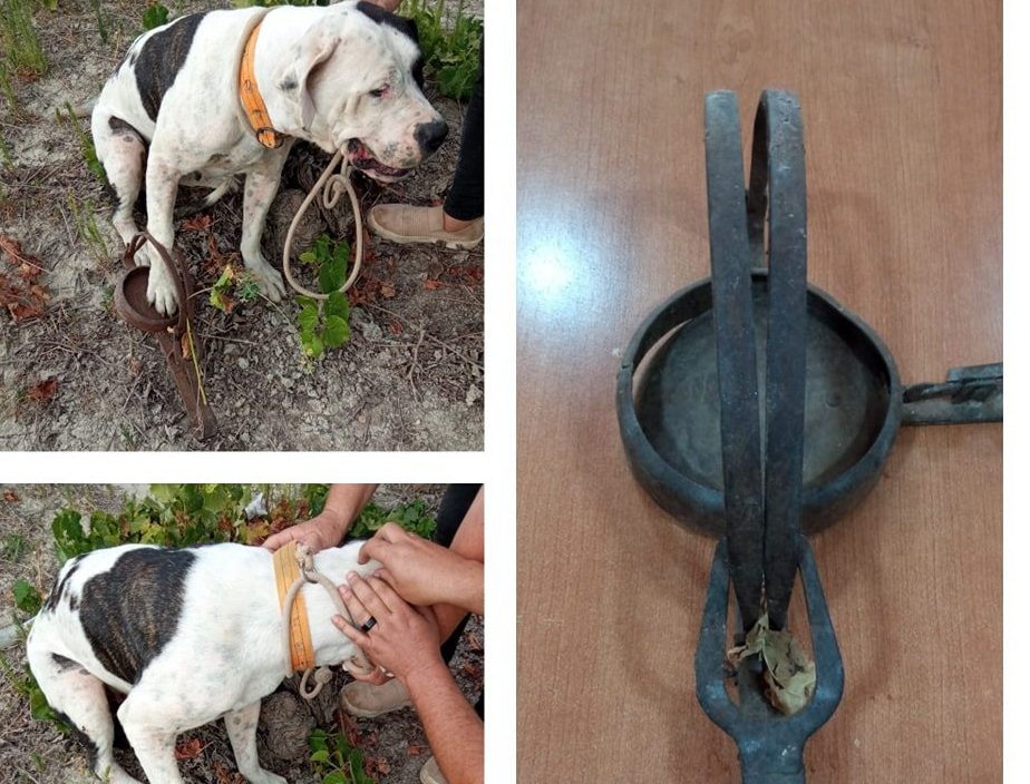 Rescatan a un perro atrapado por un cepo en una finca privada de Manilva - 453049150 879341887563087 2134278658021444393 n e1722351095351