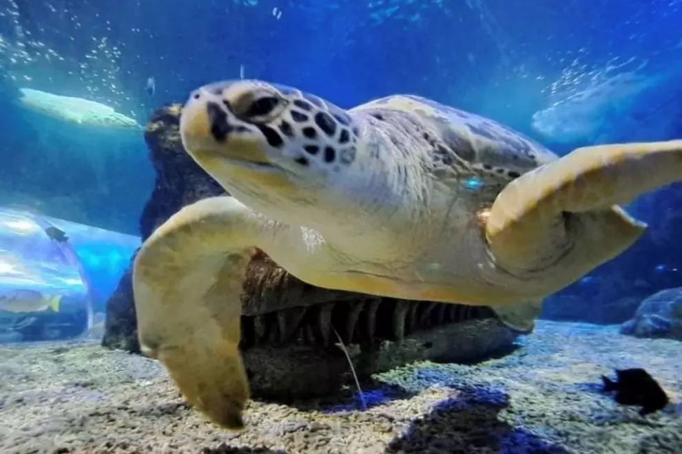 La tortuga Yellow predice de nuevo el triunfo de España en la Eurocopa 2024 - 64dfb1e19e15f La tortuga Yellow en el acuario. / Instagram Sea Life