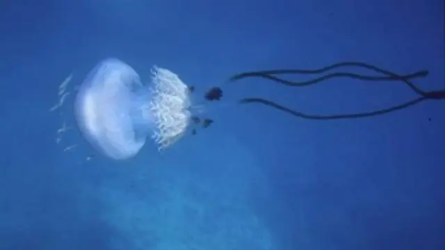Divisada entre Cala Sardina y Manilva: La ‘misteriosa’ medusa gigante de más de 100 años - 67425 Divisada entre Cala Sardina y Manilva: La ‘misteriosa’ medusa gigante de más de 100 años - 67425