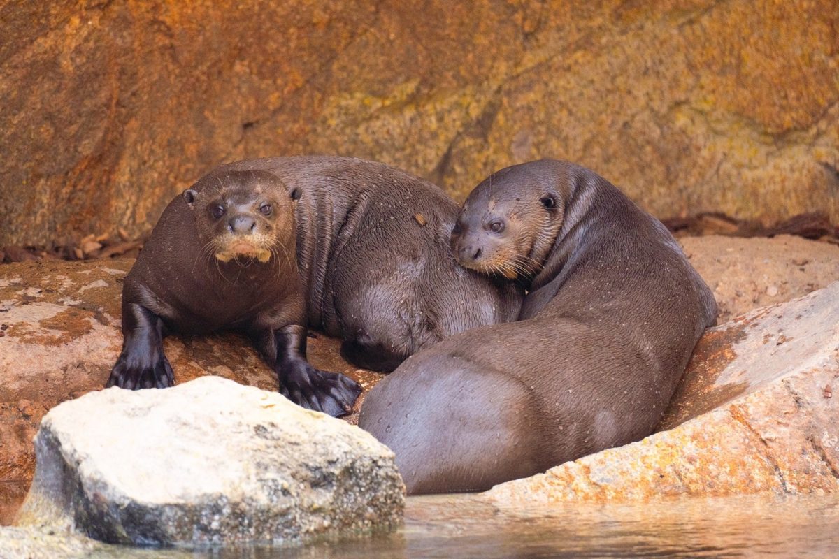 Una pareja de la especie de nutria más grande del mundo llega a Bioparc Fuengirola - fotonoticia 20240816121650 1920 Una pareja de la especie de nutria más grande del mundo llega a Bioparc Fuengirola - fotonoticia 20240816121650 1920