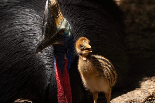 Selwo celebra el nacimiento de crías de casuario de Ceram y de pingüinos Macaroni y Gentoo - Screenshot 2024 09 06 12.45.52 Pollo Casuario (foto Javier Carrasco)