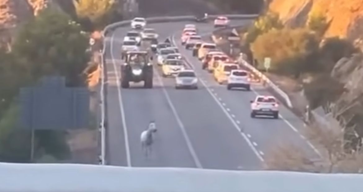 Un caballo se escapa y circula por la A-355 de Coín hacia Marbella, provocando retenciones - WhatsApp Image 2024 09 12 at 10.25.57 Un caballo se escapa y circula por la A-355 de Coín hacia Marbella, provocando retenciones - WhatsApp Image 2024 09 12 at 10.25.57