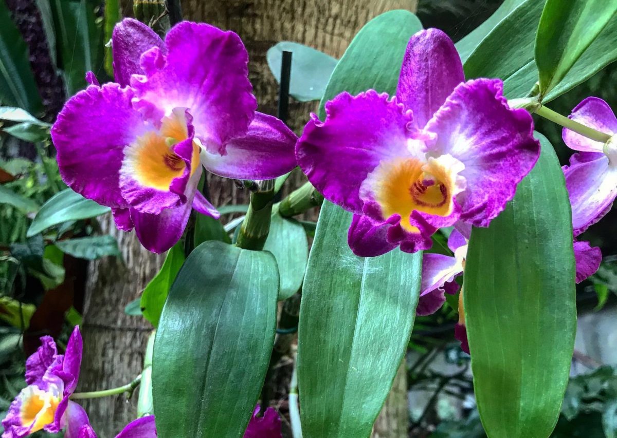 Septiembre, un buen mes para visitar el Orquidario de Estepona - orquidario