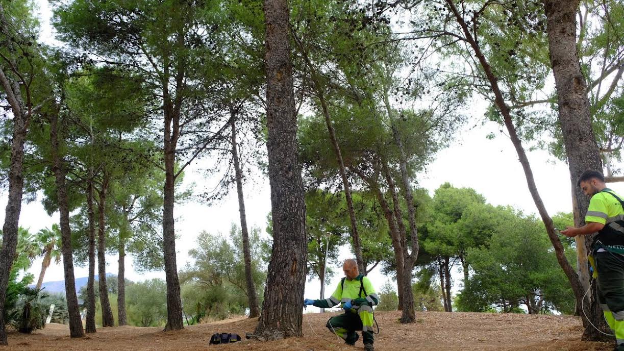 12.000 pinos serán pulverizados para prevenir la procesionaria en Marbella - 1 1 12.000 pinos serán pulverizados para prevenir la procesionaria en Marbella - 1 1