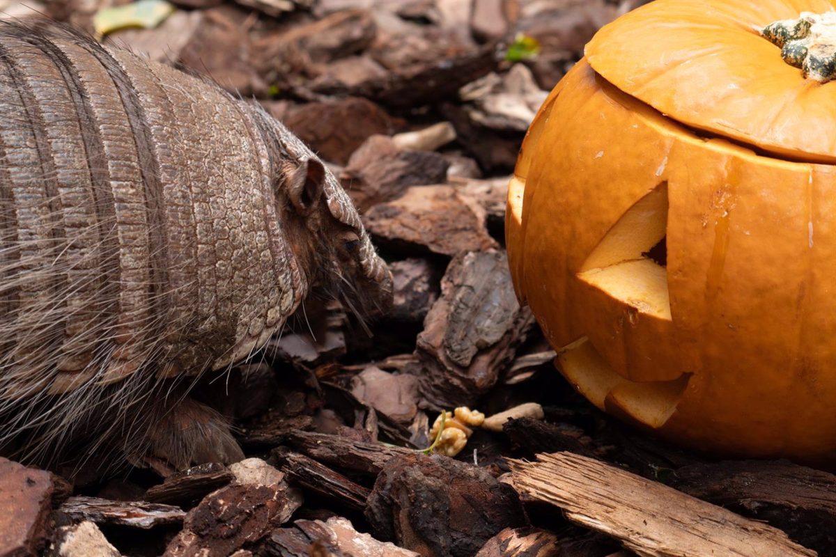 Bioparc Fuengirola celebra Halloween con gran variedad de actividades - Bioparc Fuengirola Bioparc Fuengirola celebra Halloween con gran variedad de actividades - Bioparc Fuengirola