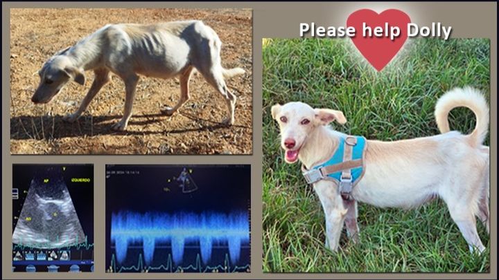 Lanzan un crowdfunding desde Mijas para pagar la costosa operación de la perrita Dolly - Dolly perrita podenca mijas Dolly, la perrita Podenca que necesita ayuda en Mijas