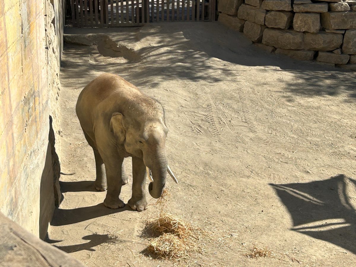 Celebra el Día Mundial de los Animales en Selwo Aventura: un viaje inolvidable por la naturaleza - Elefante en Selwo Aventura Estepona Elefante en Selwo Aventura Estepona. / D.DIMITRESCU