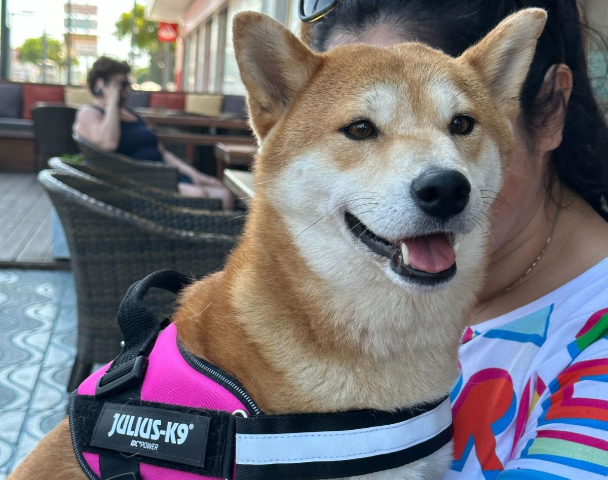 Unas 90 personas siguen buscando a Honey, la perrita desaparecida el pasado sábado en Estepona - Honey desaparecida estepona area Honey, la perrita desaparecida que tiene en vilo a Estepona. / Área