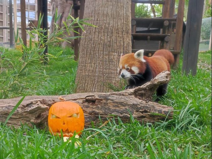 Halloween Terrorífico en los Selwos, que animan a los peques a disfrazarse - SWA Halloween panda rojo 1 e1729165472530 Halloween en Selwo Estepona