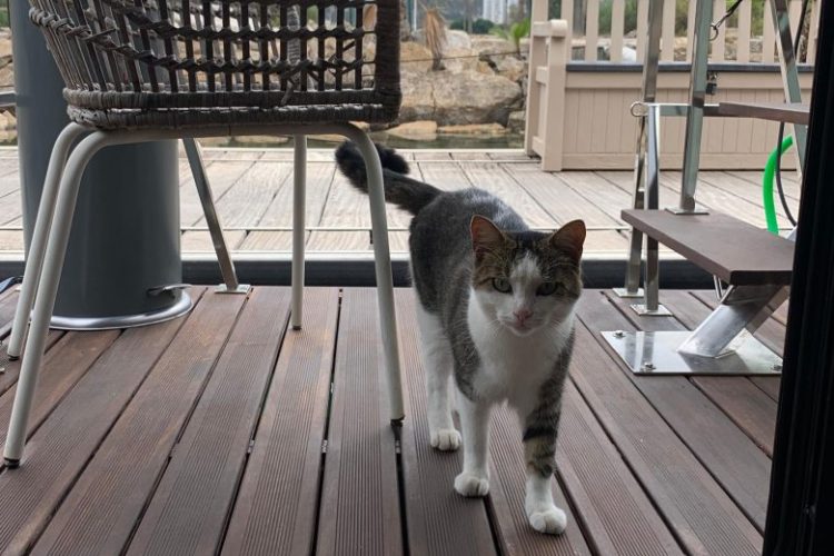 La conexión humano-animal: un refugio de bienestar en la vida moderna - Un gato en una casa flotante de Boat Haus Un gato en una casa flotante de Boat Haus