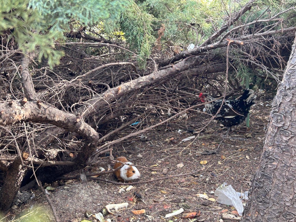 Vecinos de Estepona denuncian la gran cantidad de animales sueltos en el Parque del Calvario - WhatsApp Image 2024 10 02 at 17.12.31 Una cobaya y un gallo en el Parque del Calvario de Estepona. / D.DIMITRESCU