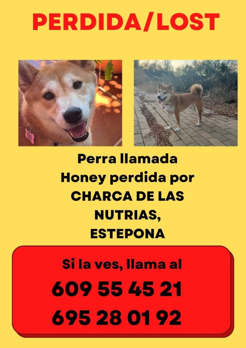 Unas 90 personas siguen buscando a Honey, la perrita desaparecida el pasado sábado en Estepona - WhatsApp Image 2024 10 16 at 22.32.05 Unas 90 personas siguen buscando a Honey, la perrita desaparecida el pasado sábado en Estepona - WhatsApp Image 2024 10 16 at 22.32.05