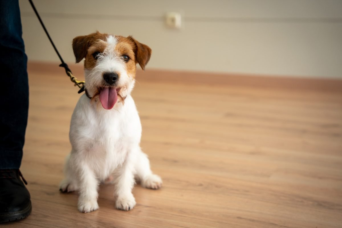 Más de 2.000 perros de 153 razas participarán en Expocan 2024 en Torremolinos - 465914020 995742832594975 8722204875788352156 n Imagen de un perrito./ AYTO TORREMOLINOS,