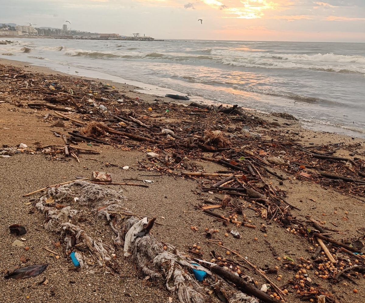 Las playas de Marbella recuperan la normalidad tras la DANA que arrastró 400 toneladas de cañas - 466928584 946860700795569 8695449698810795420 n e1731576050519 Una de las playas de Marbella tras el paso de la DANA.