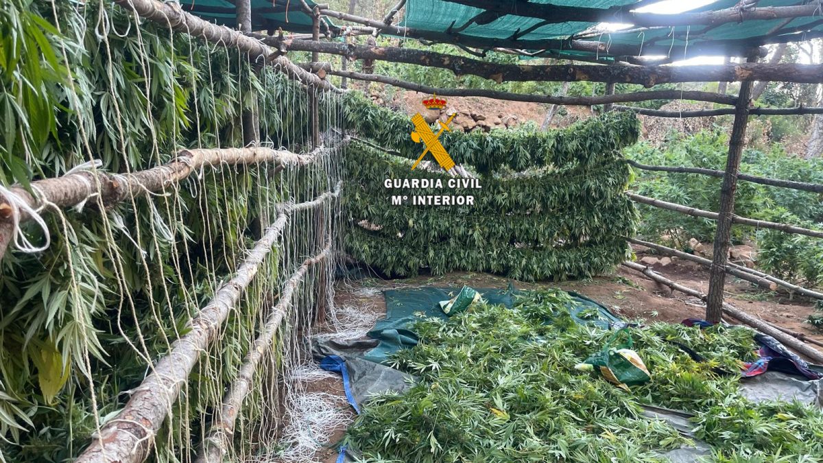 Desmantelan una plantación de marihuana que se ocultaba en el Parque Nacional Sierra de las Nieves - Balati 1 Desmantelan una plantación de marihuana que se ocultaba en el Parque Nacional Sierra de las Nieves - Balati 1