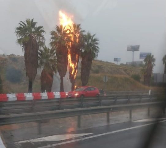 Incendio en Torremolinos tras caer un rayo sobre una palmera - GcRwLCmW4AAkt7a e1731521944151 Cae un rayo en una palmera de Torremolinos.