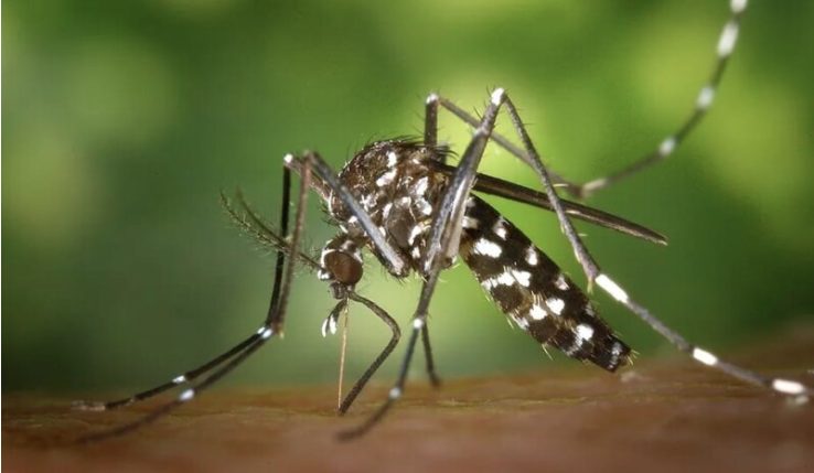 Cártama activa la alerta por el virus del Nilo tras detectarse una muestra positiva en mosquitos