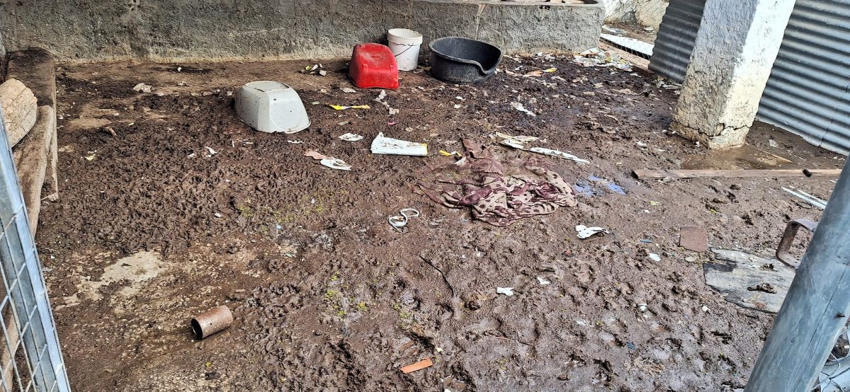 Las protectoras de Málaga también sufren los efectos de la DANA - Refugio Morganna Estado en el que quedó la protectora Refugio de Morganna.