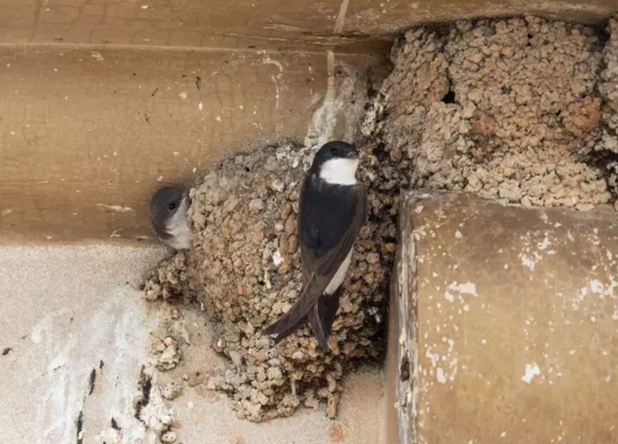 Vecinos de Fuengirola condenados a pagar más de 7 mil euros por destruir nidos de aves protegidas - Captura de pantalla 2024 12 30 094505 Vecinos de Fuengirola condenados a pagar más de 7 mil euros por destruir nidos de aves protegidas - Captura de pantalla 2024 12 30 094505