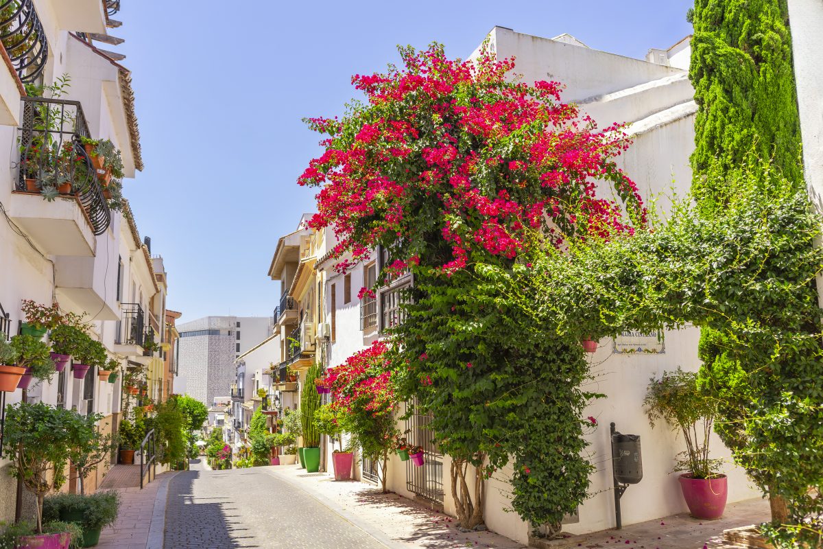 Estepona recibe por quinta vez el máximo galardón por su compromiso con los espacios verdes - ZONAS VERDES 2 scaled Estepona recibe por quinta vez el máximo galardón por su compromiso con los espacios verdes