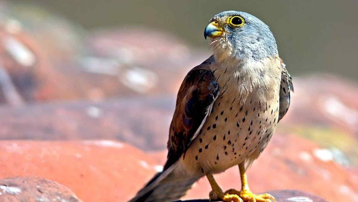 Manilva protege su colonia de Cernícalos Primilla - cernicalo primilla mas loro que aguila Cernícalo Primilla.
