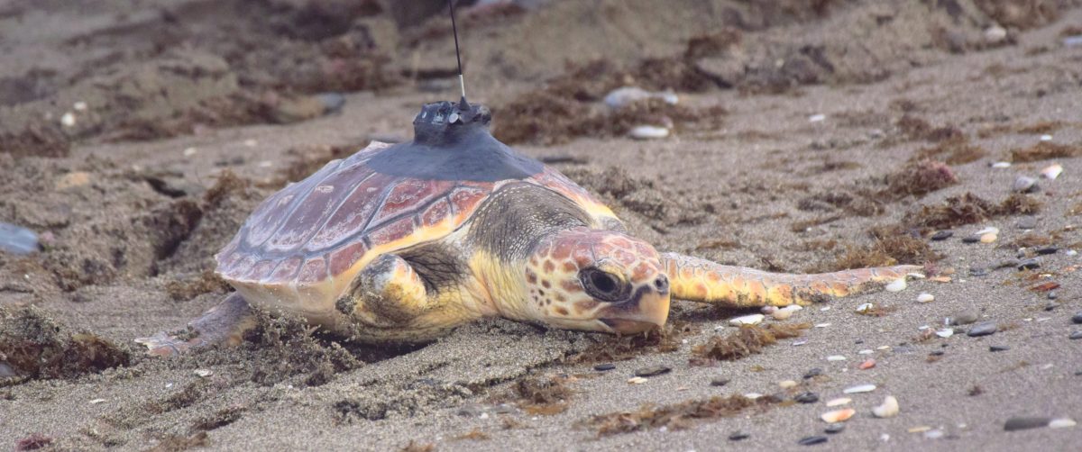 La Junta libera una tortuga boba recuperada en Algeciras tras sufrir la amputación de una aleta - foto tortuga boba suelta Calahonda 2 La Junta libera una tortuga boba recuperada en Algeciras tras sufrir la amputación de una aleta - foto tortuga boba suelta Calahonda 2