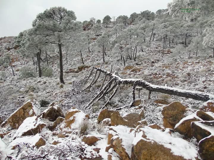 El equipo técnico de la Plataforma Sierra Bermeja Parque Nacional anuncia su disolución - sierra bermeja nevada Imagen de hoy en el entorno de Los Reales, en Sierra Bermeja. Foto: JUAN BAZÁN.