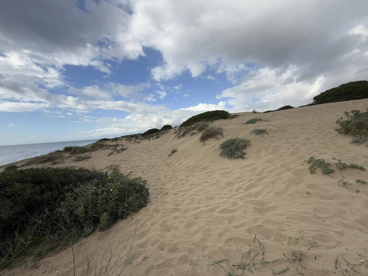 La pequeña Tarifa de Marbella: Las Dunas de Artola en Cabopino, un paraíso de arena, vegetación y sal - 473277871 1192496636214290 8828788591539673941 n La pequeña Tarifa de Marbella: Las Dunas de Artola en Cabopino, un paraíso de arena, vegetación y sal - 473277871 1192496636214290 8828788591539673941 n