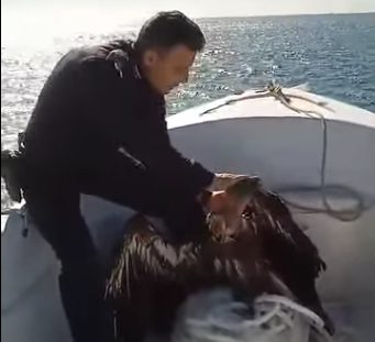 La Policía Local rescata del mar a un Buitre en Manilva - Captura Rescatan a un buitre del mar en Manilva.