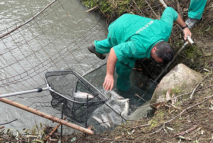 Trasladan los peces del pantano de Las Medranas al Lago de las Tortugas en San Pedro Alcánrara - marbella peces 2 Traslado de peces desde Las Medranas al Lago de las Tortugas.