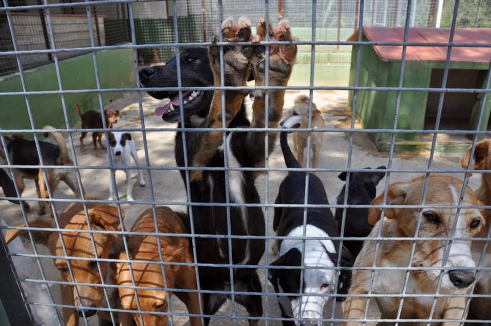 Absueltos los responsables de la Triple A de Marbella de varios delitos, entre ellos maltrato de animales - 465214057 9638211132862270 3193305319531477008 n Absueltos los responsables de la Triple A de Marbella de varios delitos, entre ellos maltrato de animales - 465214057 9638211132862270 3193305319531477008 n