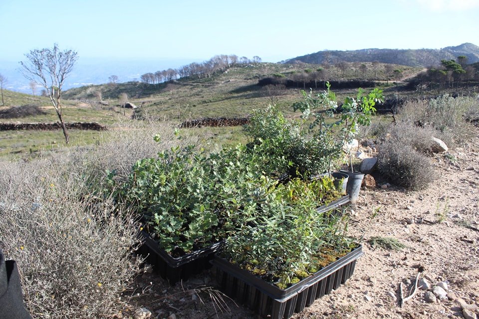 Más de un centenar de voluntarios han participado en la repoblación forestal de Los Arenales - 468212422 1008606624616242 5886620075651386114 n Imagen de la anterior repoblación forestal de Los Arenales en Mijas.