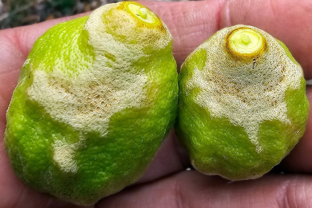 'Scirtothrips aurantii', la plaga africana llega a los cítricos y aguacates de Estepona - 'Scirtothrips aurantii', la plaga africana llega a los cítricos y aguacates de Estepona -