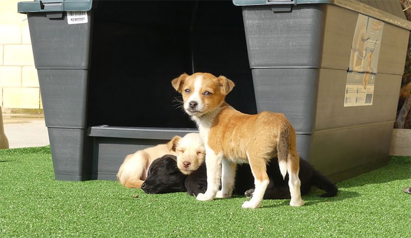 Fuengirola continúa apostando por la adopción de animales para combatir el abandono - centroCanino 1 Animales en proceso de adopción.