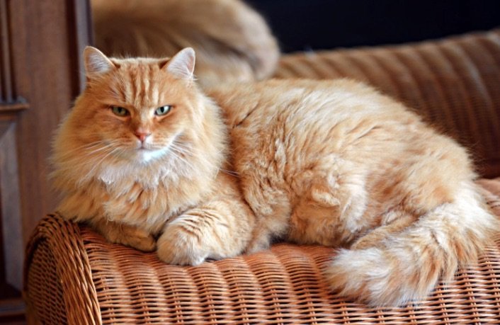 Multas de hasta 200.000 euros para dueños de gatos en España que incumplan esta nueva ley - gato Multas de hasta 200.000 euros para dueños de gatos en España que incumplan esta nueva ley - gato