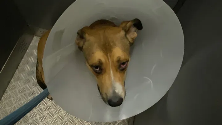 Suko, un perro de Málaga que fue atacado gravemente por otro y que hoy lucha por su vida - suko perro atacado Suko, en una imagen cedida por Jorge. / Gofundme