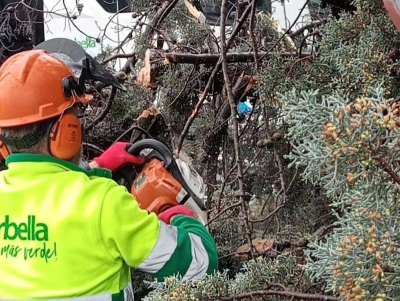 Marbella sufre una intensa caída de árboles tras las lluvias de la borrasca Jana - 478723428 1238538701610083 4524346468586709433 n e1741704577396 Marbella sufre una intensa caída de árboles tras las lluvias de la borrasca Jana - 478723428 1238538701610083 4524346468586709433 n e1741704577396