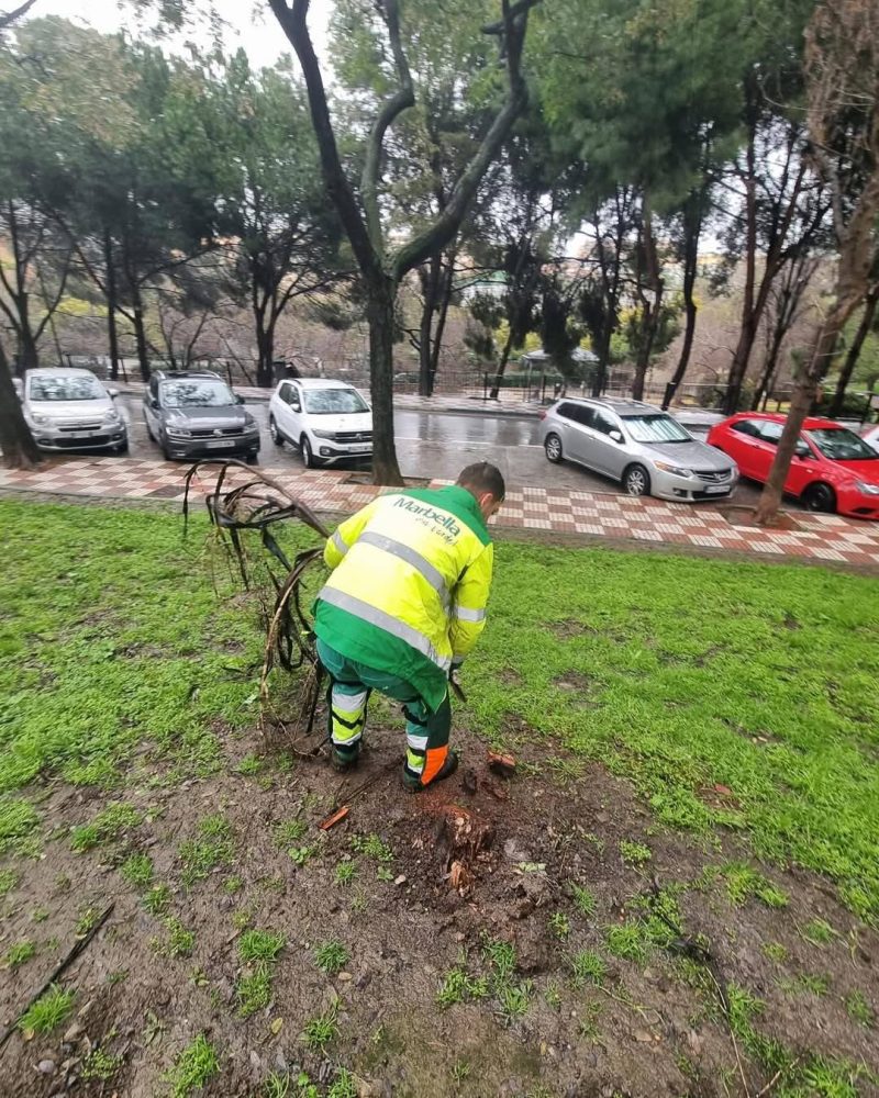 Marbella sufre una intensa caída de árboles tras las lluvias de la borrasca Jana - 480940765 1238538834943403 1918185598719538073 n Marbella sufre una intensa caída de árboles tras las lluvias de la borrasca Jana - 480940765 1238538834943403 1918185598719538073 n