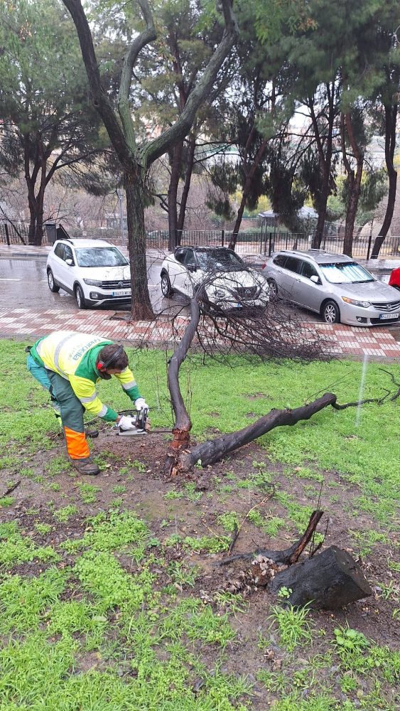 Marbella trabaja en la limpieza y retirada de árboles caídos tras las fuertes lluvias - 68ef3f72 fbbb 4977 9a2d bc810d9da8c3 Marbella trabaja en la limpieza y retirada de árboles caídos tras las fuertes lluvias - 68ef3f72 fbbb 4977 9a2d bc810d9da8c3