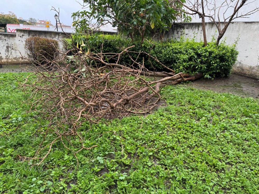 Marbella trabaja en la limpieza y retirada de árboles caídos tras las fuertes lluvias - 926ffbeb 7300 4c15 9a53 7ef203b60f4d Marbella trabaja en la limpieza y retirada de árboles caídos tras las fuertes lluvias - 926ffbeb 7300 4c15 9a53 7ef203b60f4d