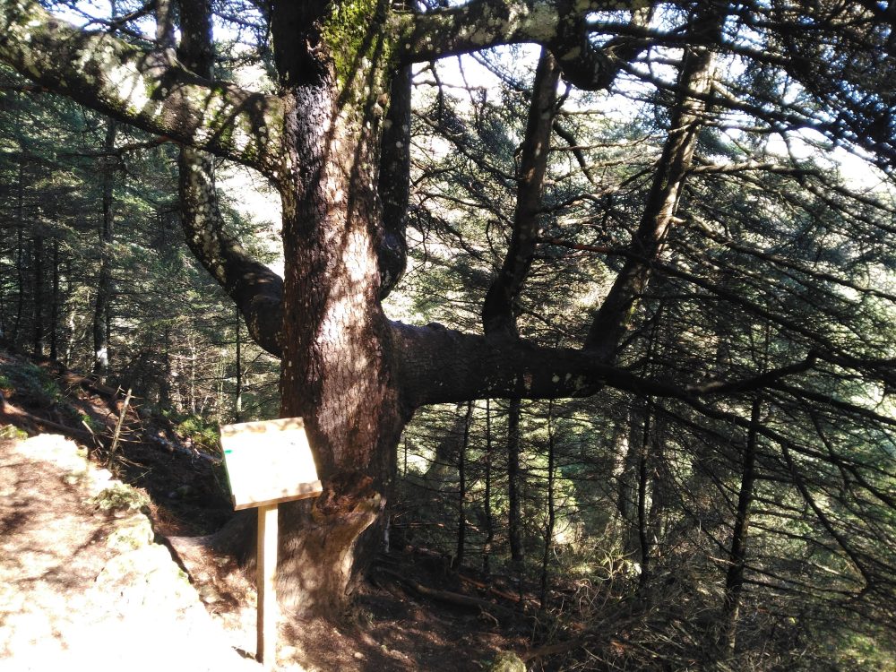 Cuatro rutas senderistas imprescindibles para descubrir la Sierra de las Nieves - IMG 20180311 104530 Cuatro rutas senderistas imprescindibles para descubrir la Sierra de las Nieves - IMG 20180311 104530