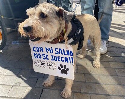 "No hay tiempo cuando se trata de salvar vidas": Veterinarios de Málaga claman contra el nuevo Decreto - Mas imagenes de la protesta de los Veterinarios en Malaga e1743421427480 "No hay tiempo cuando se trata de salvar vidas": Veterinarios de Málaga claman contra el nuevo Decreto - Mas imagenes de la protesta de los Veterinarios en Malaga e1743421427480