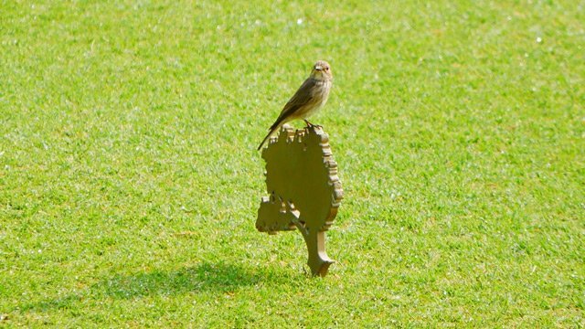 Los campos de golf pueden transformarse en santuarios de biodiversidad según un estudio de Finca Cortesín - PajarosFC Los campos de golf pueden transformarse en santuarios de biodiversidad según un estudio de Finca Cortesín - PajarosFC
