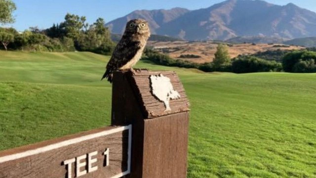 Los campos de golf pueden transformarse en santuarios de biodiversidad según un estudio de Finca Cortesín - PajarosFC2 Los campos de golf pueden transformarse en santuarios de biodiversidad según un estudio de Finca Cortesín - PajarosFC2