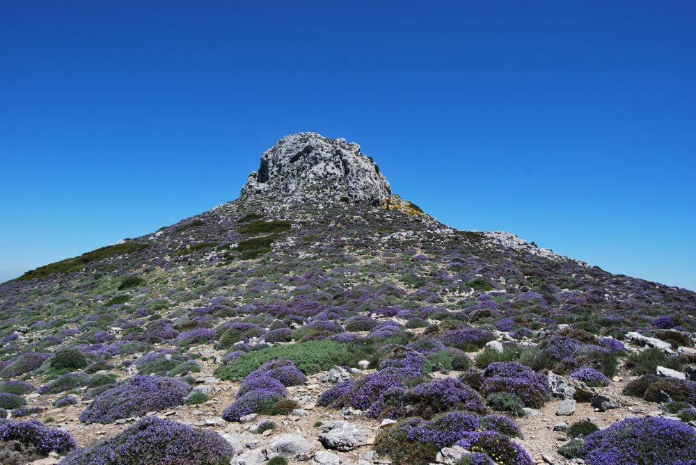 Descubren 44 nuevos ecosistemas en el Parque Nacional de la Sierra de las Nieves - Piornales almohadillados de alta montana en floracion Descubren 44 nuevos ecosistemas en el Parque Nacional de la Sierra de las Nieves - Piornales almohadillados de alta montana en floracion